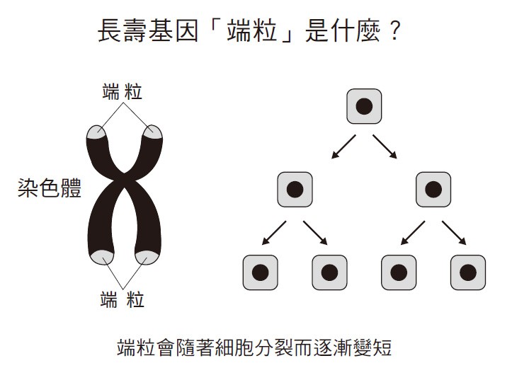 長壽基因端粒是什麼?