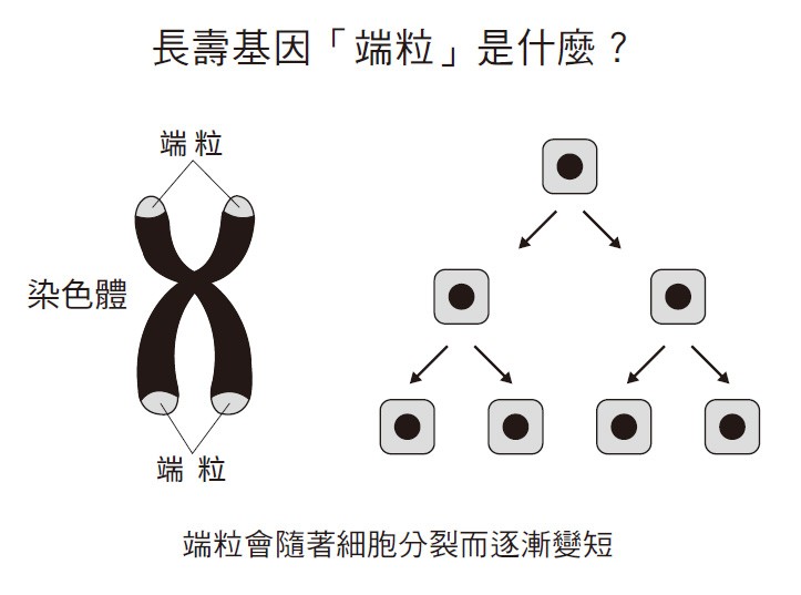 長壽基因端粒是什麼？